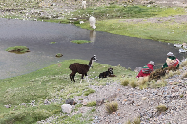 Cesta ke kaňonu Colca21