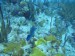 Potápění v Karibiku_21.JPG